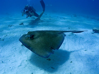 Scuba diver photgraphing stingray