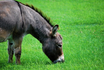 Donkey eating grass