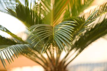 Cycas Palmfarn