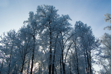 Frozen trees in the good morning, winter forest