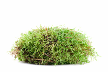 Green Moss