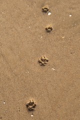 Spuren im Sand