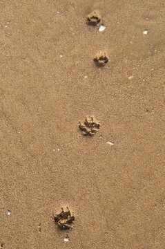 Spuren im Sand