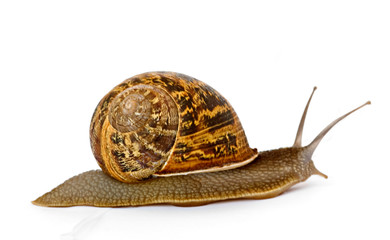 Close up of Burgundy (Roman) snail isolated on white background