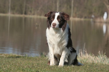 Gentil chien assis au bord de l'eau