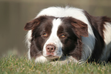 Border collie couch&eacute; de face