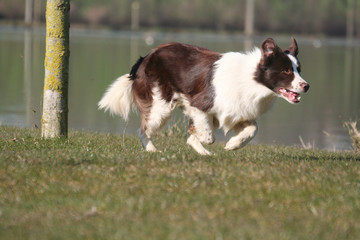 Fototapeta premium Course du Border Collie