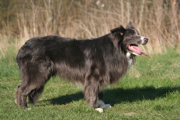 Border collie de profil à la campagne