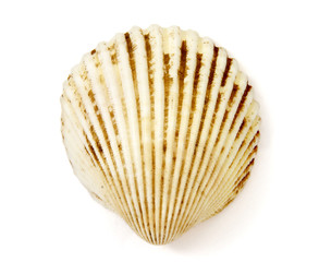 shell 1