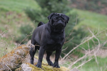 carlin noir en ballade dans les bois