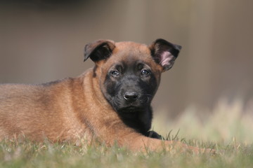 chiot berger belge malinois en plein repos vu de profil