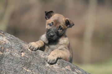 aodrable chiot berger belge grimpé sur un arbre