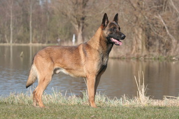 la pose fière du berger belge au bord d'un lac