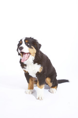 berner sennen hund baby