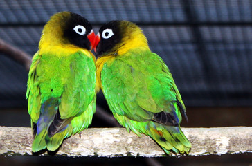 Vögel2