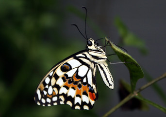 Schmetterling1