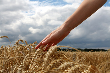 Hand in wheat field..