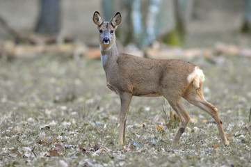 European Roe Deer