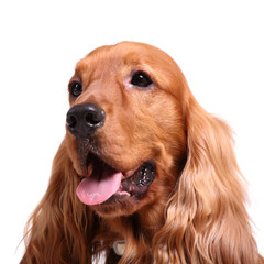 english cocker spaniel isolated over white background