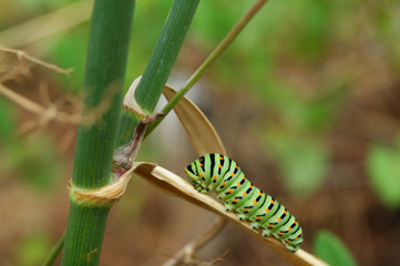 chenille