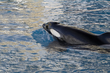 Orca