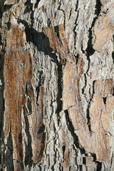 Tree Bark
