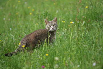 Naklejka premium Mäusejagt