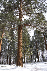 Fototapeta premium Tall Ponderosa Pine in the Snow