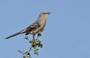 Singing Mockingbird