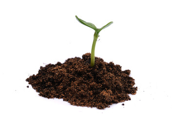 Growing Plant