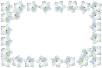 cadre de frangipanier blanc