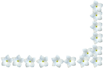 demi-cadre de fleurs blanches de frangipaniers
