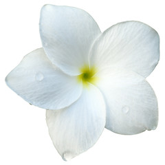 fleur blanche de frangipinier détourée - obrazy, fototapety, plakaty