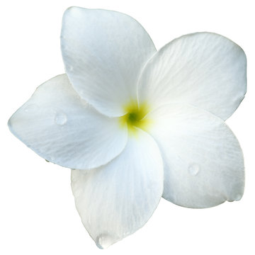 fleur blanche de frangipinier d&eacute;tour&eacute;e