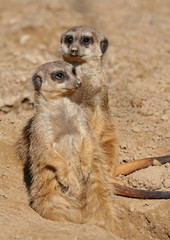 Erdmännchen, südliches Afrika, Suricata suricatta