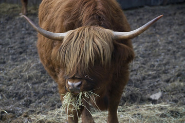 Vache Highland de la petite camargue