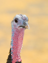 Female Turkey
