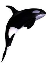 Orka © s.gatterwe