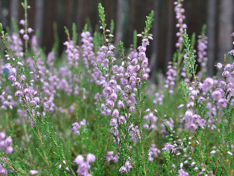Heahter (Calluna sp.)