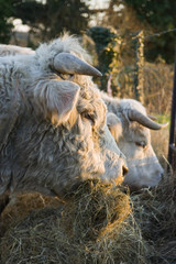 Elevage charolais