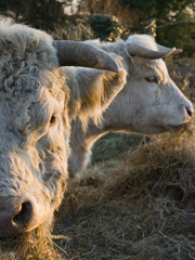 Elevage charolais