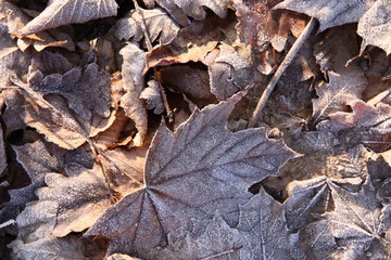frostiges Laub