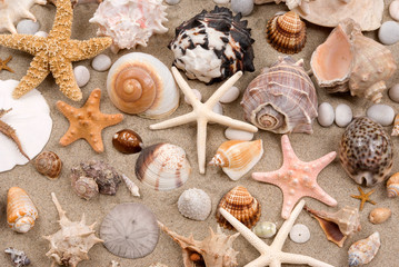 Seashells © BVDC