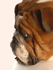 red brindle english bulldog face resting on paw