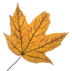 Fototapeta na wymiar fall leaf