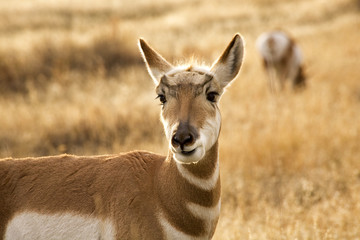 Pronghorn Antelope Grazing and Looking National Bison Range Char