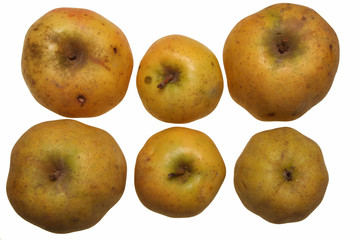 pommes chanteclerc bio