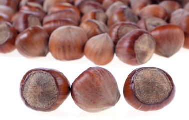 Filberts on white background