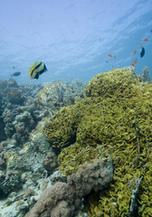 Corals and fish in the Red Sea