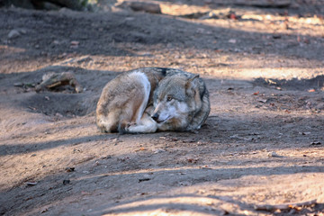 Fototapeta premium Wolf
